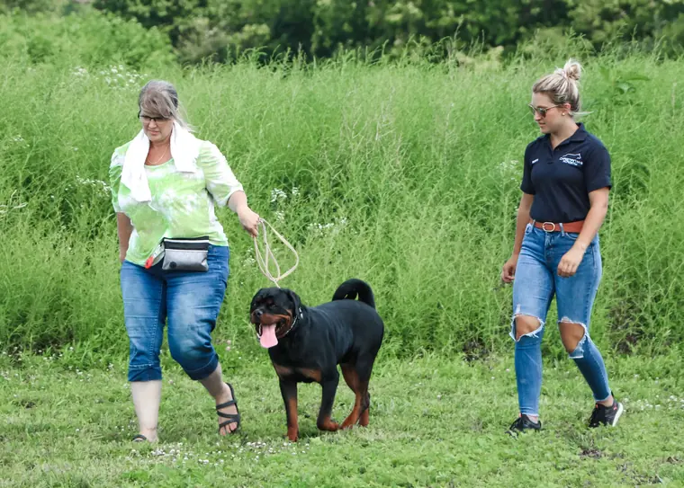 A Christian K-9 trainer coaching an owner walking her Rottweiler on a loose leash in the field