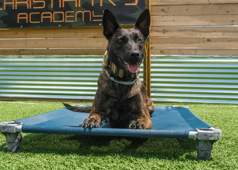 A shepherd holding place on a training cot in front of the Christian K-9 Academy banner